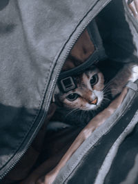 High angle view portrait of cat on floor