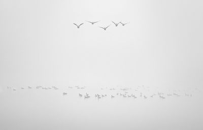 Birds flying over beach