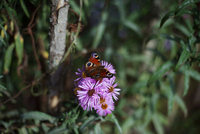 Close-up of butterfly on purple flower