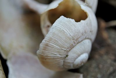 Close-up of a mushrooms