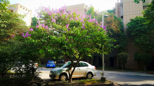 Trees and cars in city