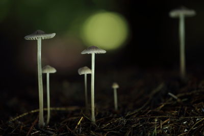 Close-up of mushrooms growing on field at night