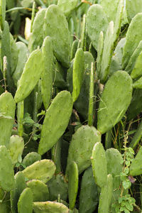 Full frame shot of wet succulent plants