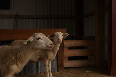 Sheep standing in stable