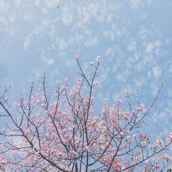 Low angle view of cherry blossom against sky