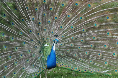 peacock