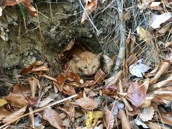 Cat in zoo