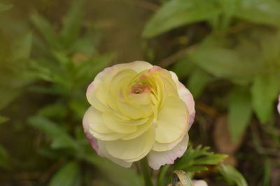 Close-up of flower blooming outdoors