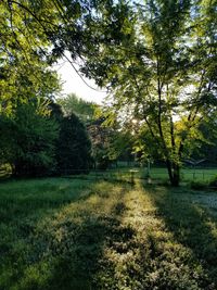 Trees in forest