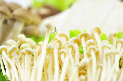 Close-up of fresh green leaves