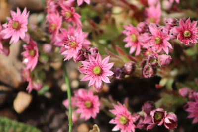 Close-up of pink flowers