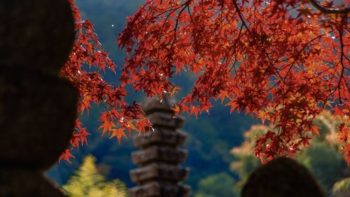 Autumn trees by temple against sky