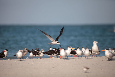 Flock of black skimmer terns rynchops niger on the beach at clam pass in naples, florida