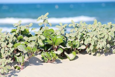 Close-up of plant on beach