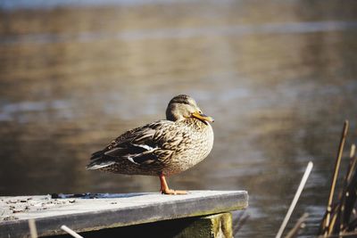 Close-up of bird perching on wood