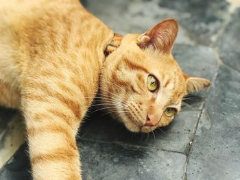 High angle view of cat lying down