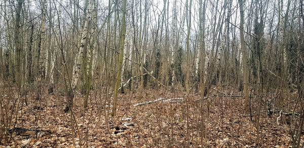 View of bare tree on field