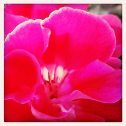 Close-up of pink flowers