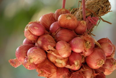 Close-up of red berries on plant