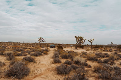 Trees on land against sky