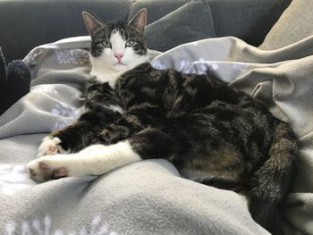 Portrait of cat resting on bed