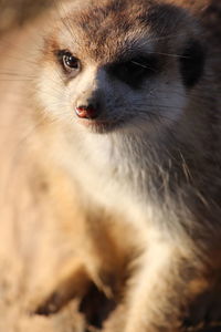 Close-up of cat looking away