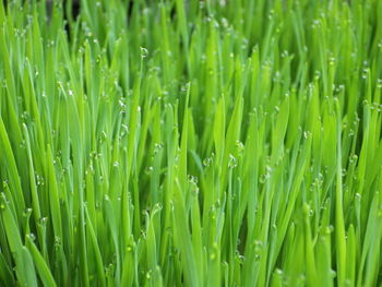 Wheatgrass is