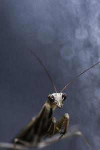 Close-up of spider on web