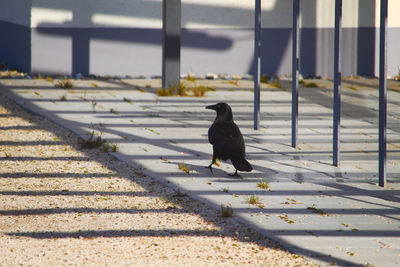 Black bird on a railing