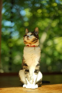 A tabby cat sitting against the background of fresh green