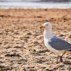 Seagull perching on a sand