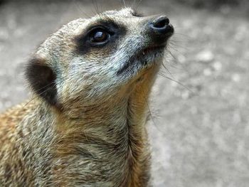 Close-up of an animal