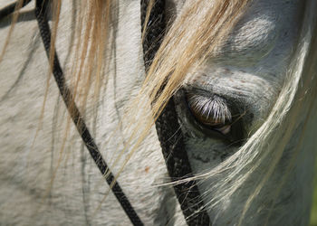 Close-up of horse eye