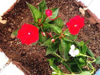 Close-up of red flower