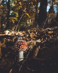 Fly agaric mushroom growing on field at forest