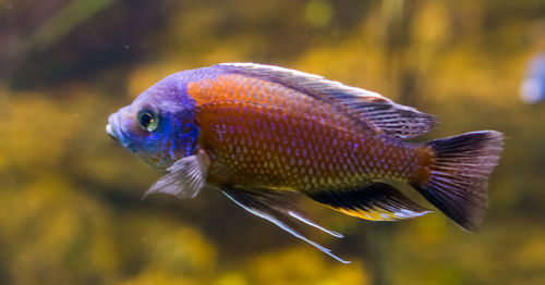 Close-up of fish swimming in sea