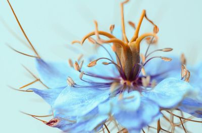 Close-up of nigella damascena