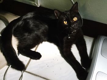 Portrait of black cat sitting at home