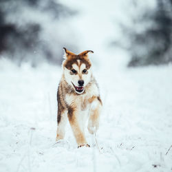 Close-up dog running on snow covered land