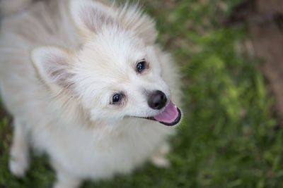 Close-up portrait of a dog