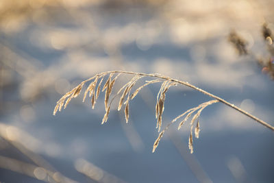 Close-up of stalks on field against sky