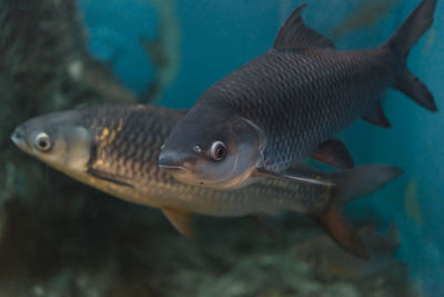 Close-up of fish swimming in sea