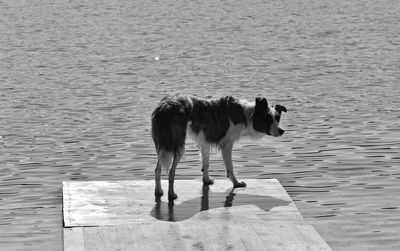 Side view of dog standing in sea