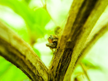 Close-up of insect on plant