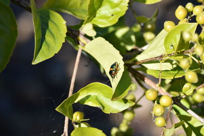 Close-up of plant