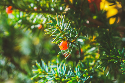 Femal blooming yew branch with fruit in fall