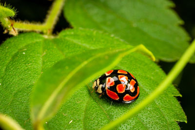 Close-up of ladybug on leaf