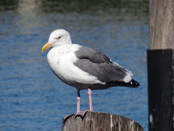 Close-up of seagull perching on wooden post