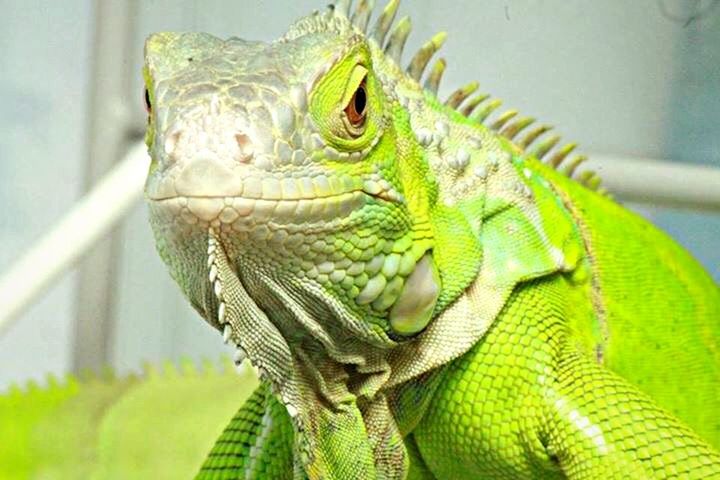 green color, close-up, focus on foreground, animal themes, reptile, lizard, one animal, animals in the wild, wildlife, leaf, green, snake, natural pattern, indoors, no people, nature, selective focus, day, plant