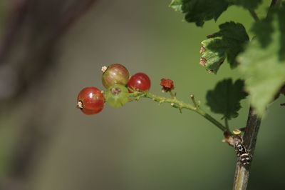 Close-up of red berries growing on tree